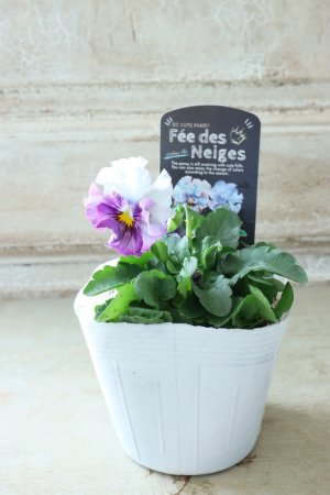 画像4: Fee des neiges  "フェデネージュ ブルー/パープル" No.50