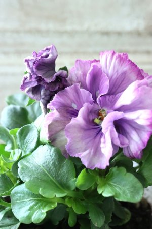 画像1: Fee des neiges Crepe Noble "フェデネージュ クレープ ノーブル" No.53