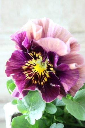 画像1: Fee des neiges Crepe Noble "フェデネージュ クレープ ノーブル" No.58