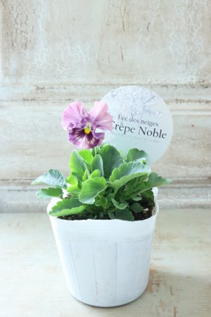 画像4: Fee des neiges Crepe Noble "フェデネージュ クレープ ノーブル" No.48