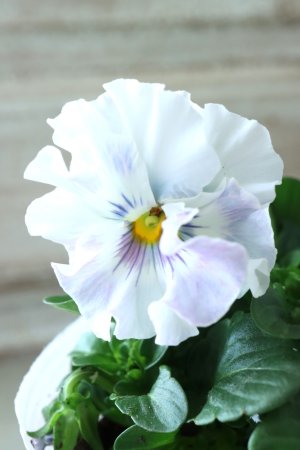 画像3: Fee des neiges  "フェデネージュ ブルー/パープル" No.54