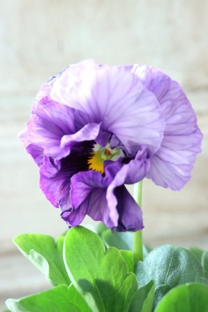 画像3: Fee des neiges Crepe Noble "フェデネージュ クレープ ノーブル" No.67