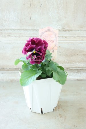 画像5: Robe de Antoinette Rococo〜ローブ・ドゥ・アントワネット ロココ〜 No.41