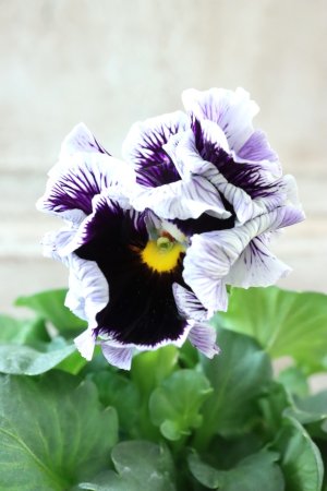 画像3: Fringe Panzy〜Doracula・ドラキュラ〜 No.39