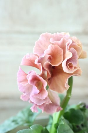 画像4: Robe de Antoinette Rococo〜ローブ・ドゥ・アントワネット ロココ〜 No.42