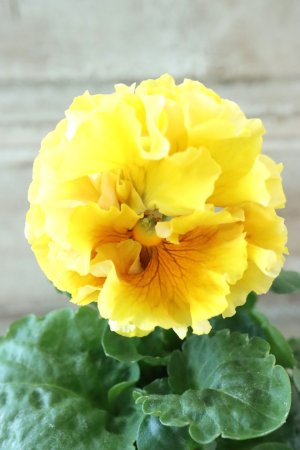 画像2: Robe de Antoinette Rococo〜ローブ・ドゥ・アントワネット ロココ〜 No.45