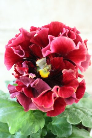 画像3: Robe de Antoinette Rococo〜ローブ・ドゥ・アントワネット ロココ〜 No.43