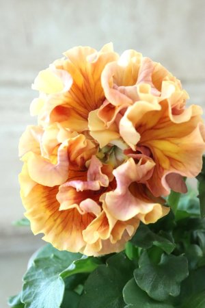 画像3: Robe de Antoinette Rococo〜ローブ・ドゥ・アントワネット ロココ〜 No.59