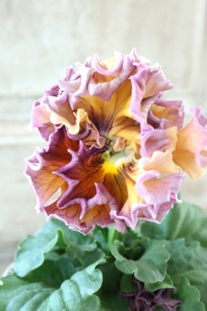 画像2: Robe de Antoinette Rococo〜ローブ・ドゥ・アントワネット ロココ〜 No.50