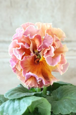 画像3: Robe de Antoinette Rococo〜ローブ・ドゥ・アントワネット ロココ〜 No.46