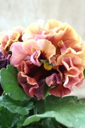 画像2: Robe de Antoinette Rococo〜ローブ・ドゥ・アントワネット ロココ〜 No.67