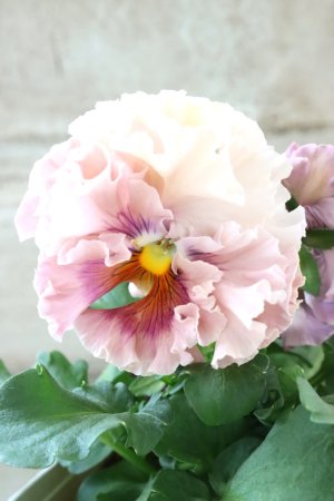 画像2: Robe de Antoinette Rococo〜ローブ・ドゥ・アントワネット ロココ〜 No.69