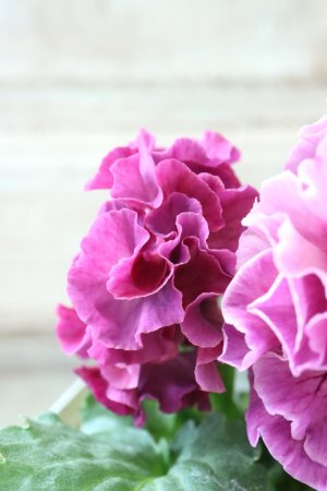 画像5: Robe de Antoinette Rococo〜ローブ・ドゥ・アントワネット ロココ〜 No.72