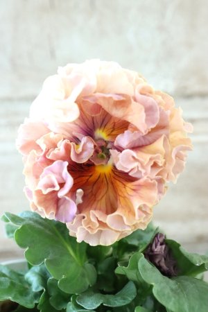 画像3: Robe de Antoinette Rococo〜ローブ・ドゥ・アントワネット ロココ〜 No.56