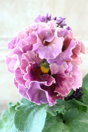 画像2: Robe de Antoinette Rococo〜ローブ・ドゥ・アントワネット ロココ〜 No.48