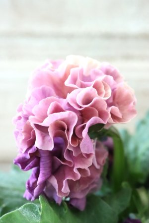 画像4: Robe de Antoinette Rococo〜ローブ・ドゥ・アントワネット ロココ〜 No.71