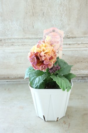 画像5: Robe de Antoinette Rococo〜ローブ・ドゥ・アントワネット ロココ〜 No.58