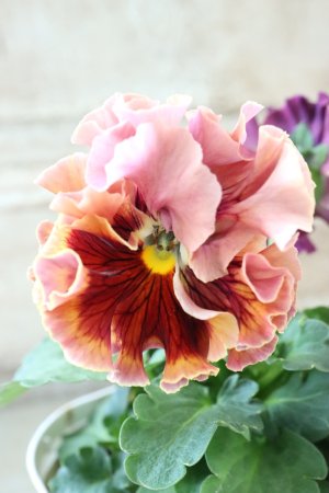 画像1: Robe de Antoinette Rococo〜ローブ・ドゥ・アントワネット ロココ〜 No.76