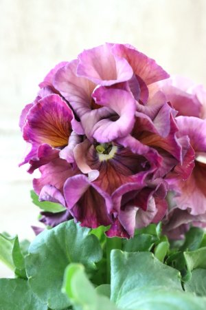 画像1: Robe de Antoinette Rococo〜ローブ・ドゥ・アントワネット ロココ〜 No.60