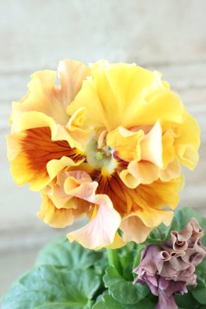 画像2: Robe de Antoinette Rococo〜ローブ・ドゥ・アントワネット ロココ〜 No.47