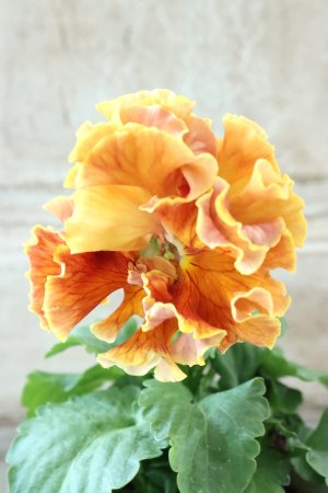 画像3: Robe de Antoinette Rococo〜ローブ・ドゥ・アントワネット ロココ〜 No.63