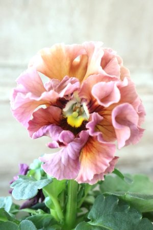 画像2: Robe de Antoinette Rococo〜ローブ・ドゥ・アントワネット ロココ〜 No.42