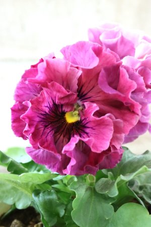 画像2: Robe de Antoinette Rococo〜ローブ・ドゥ・アントワネット ロココ〜 No.72