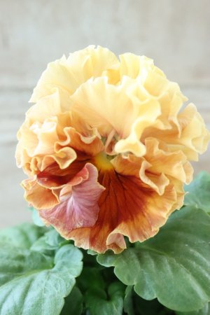 画像2: Robe de Antoinette Rococo〜ローブ・ドゥ・アントワネット ロココ〜 No.73