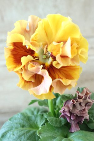 画像1: Robe de Antoinette Rococo〜ローブ・ドゥ・アントワネット ロココ〜 No.47