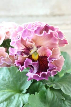 画像4: Robe de Antoinette Rococo〜ローブ・ドゥ・アントワネット ロココ〜 No.74