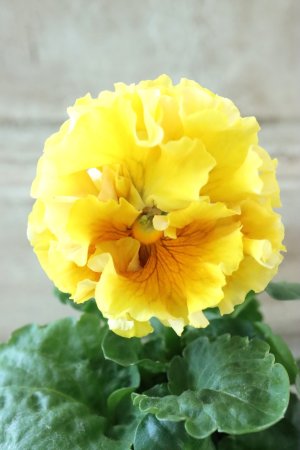 画像1: Robe de Antoinette Rococo〜ローブ・ドゥ・アントワネット ロココ〜 No.45