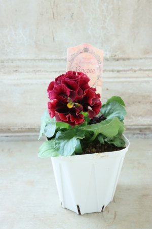 画像5: Robe de Antoinette Rococo〜ローブ・ドゥ・アントワネット ロココ〜 No.68