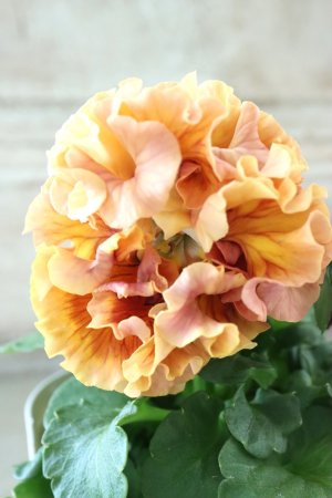 画像2: Robe de Antoinette Rococo〜ローブ・ドゥ・アントワネット ロココ〜 No.59