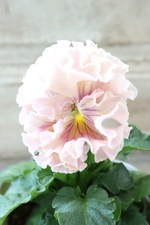 画像2: Robe de Antoinette Rococo〜ローブ・ドゥ・アントワネット ロココ〜 No.75