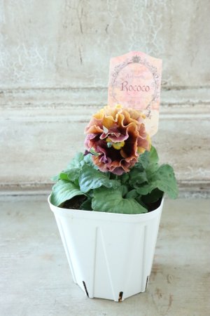 画像5: Robe de Antoinette Rococo〜ローブ・ドゥ・アントワネット ロココ〜 No.53