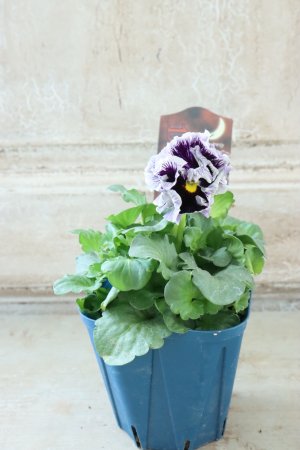 画像5: Fringe Panzy〜Doracula・ドラキュラ〜 No.39