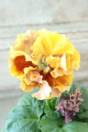 画像3: Robe de Antoinette Rococo〜ローブ・ドゥ・アントワネット ロココ〜 No.47