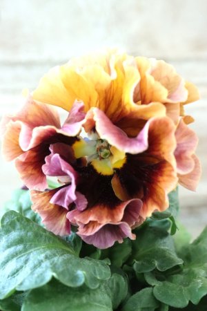 画像2: Robe de Antoinette Rococo〜ローブ・ドゥ・アントワネット ロココ〜 No.53