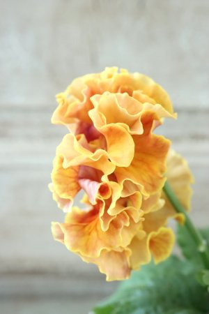 画像4: Robe de Antoinette Rococo〜ローブ・ドゥ・アントワネット ロココ〜 No.63