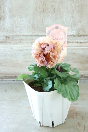 画像5: Robe de Antoinette Rococo〜ローブ・ドゥ・アントワネット ロココ〜 No.56