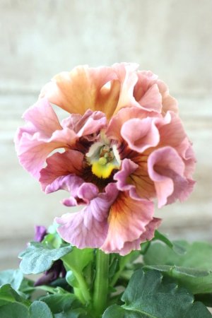 画像3: Robe de Antoinette Rococo〜ローブ・ドゥ・アントワネット ロココ〜 No.42