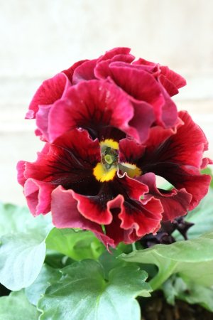 画像1: Robe de Antoinette Rococo〜ローブ・ドゥ・アントワネット ロココ〜 No.68