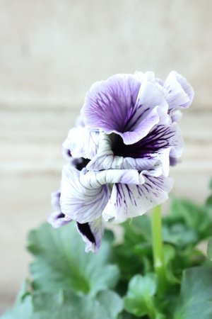 画像4: Fringe Panzy〜Doracula・ドラキュラ〜 No.39