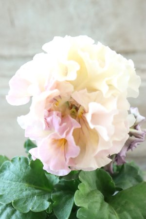 画像2: Robe de Antoinette Rococo〜ローブ・ドゥ・アントワネット ロココ〜 No.77