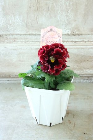 画像5: Robe de Antoinette Rococo〜ローブ・ドゥ・アントワネット ロココ〜 No.43