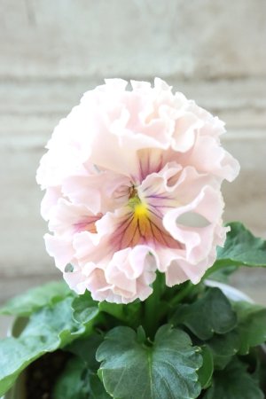 画像3: Robe de Antoinette Rococo〜ローブ・ドゥ・アントワネット ロココ〜 No.75