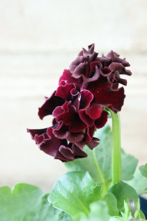 画像4: Fringe Panzy〜Doracula・ドラキュラ〜 No.40