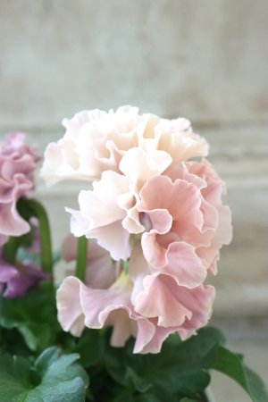 画像4: Robe de Antoinette Rococo〜ローブ・ドゥ・アントワネット ロココ〜 No.69