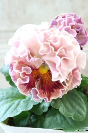 画像1: Robe de Antoinette Rococo〜ローブ・ドゥ・アントワネット ロココ〜 No.74