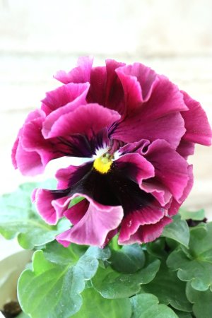 画像1: Robe de Antoinette Rococo〜ローブ・ドゥ・アントワネット ロココ〜 No.41